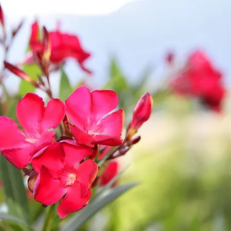 Nr 23 Haus Voglreiter Lejlighed