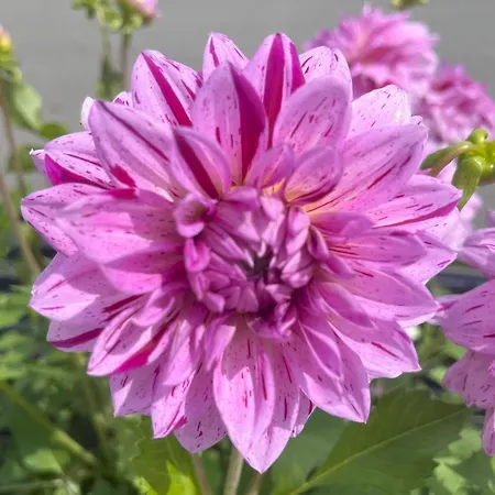 Nr 23 Haus Voglreiter Lejlighed