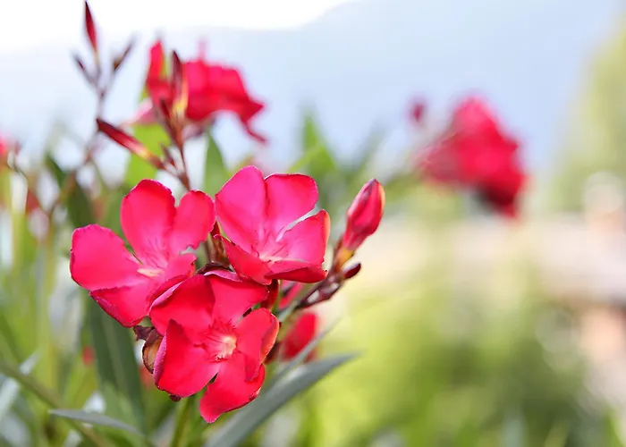 Nr 23 Haus Voglreiter Apartment