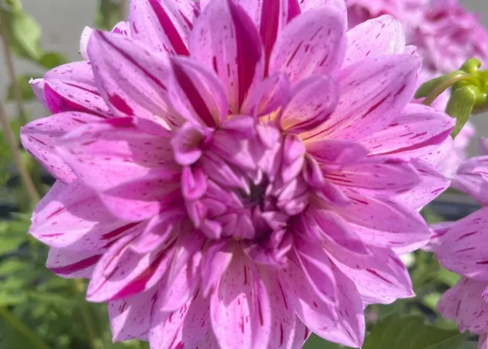 Nr 23 Haus Voglreiter Apartment