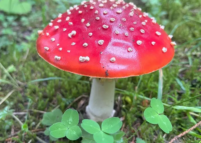 Apartment Nr 23 Haus Voglreiter Kaprun